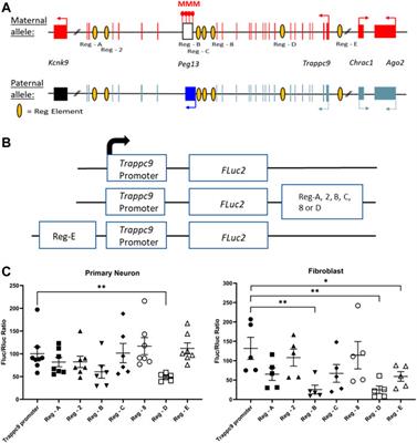 Variable allelic expression of imprinted genes at the Peg13, Trappc9, Ago2 cluster in single neural cells